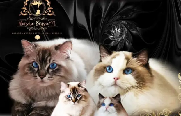 Kotka Ragdoll rodowód Fpl. Idealny do felinoterapi. 1
