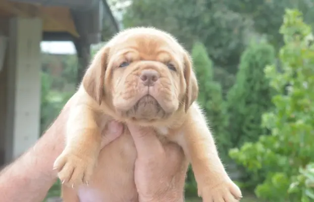 Dogue de Bordeaux Dogue de Bordeaux piękne szczenięta na spr 1