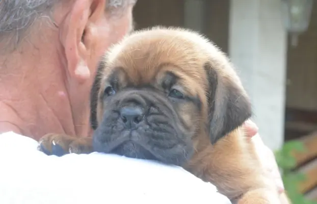 Dogue de Bordeaux Dogue de Bordeaux piękne szczenięta na spr 2