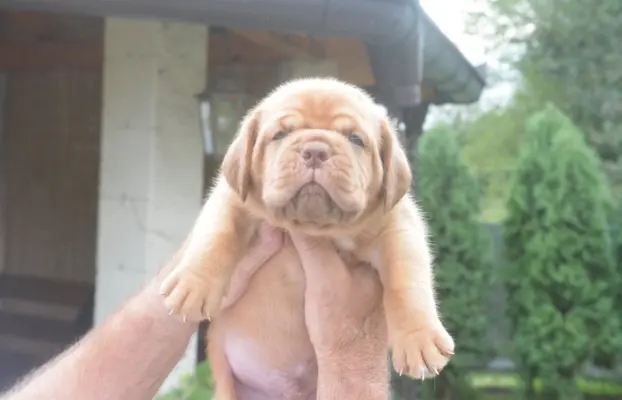 Dogue de Bordeaux Dogue de Bordeaux piękne szczenięta na spr 3