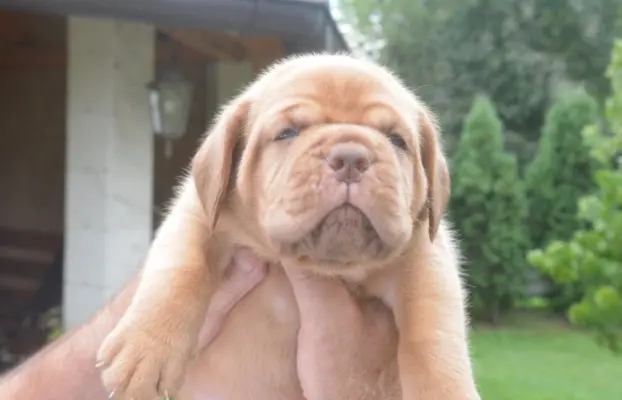 Dogue de Bordeaux Dogue de Bordeaux piękne szczenięta na spr 4