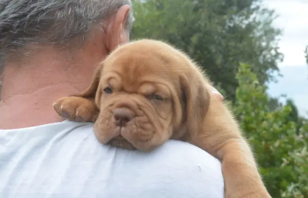 Dogue de Bordeaux Dogue de Bordeaux piękne szczenięta na spr 5