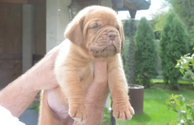 Dogue de Bordeaux Dogue de Bordeaux piękne szczenięta na spr 7