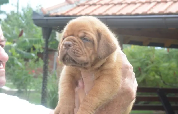 Dogue de Bordeaux Dogue de Bordeaux piękne szczenięta na spr 8