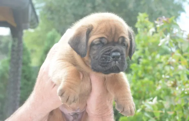 Dogue de Bordeaux Dogue de Bordeaux piękne szczenięta na spr 9