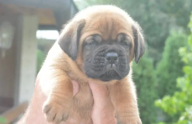 Dogue de Bordeaux Dogue de Bordeaux piękne szczenięta na spr 10