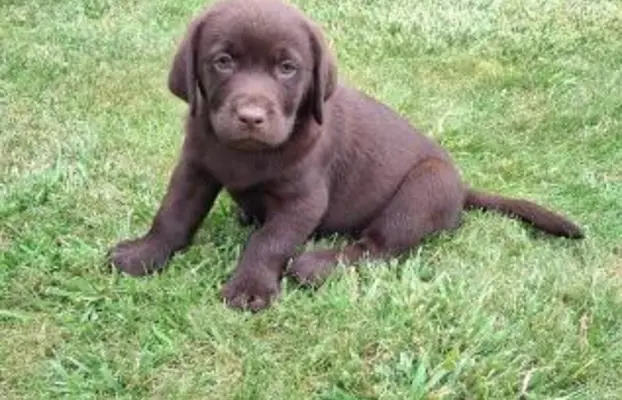 Szczeniaki Labrador Retriever 1