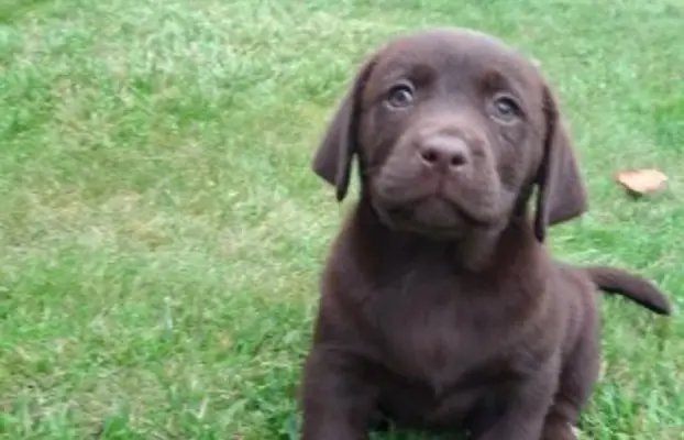 Szczeniaki Labrador Retriever 2