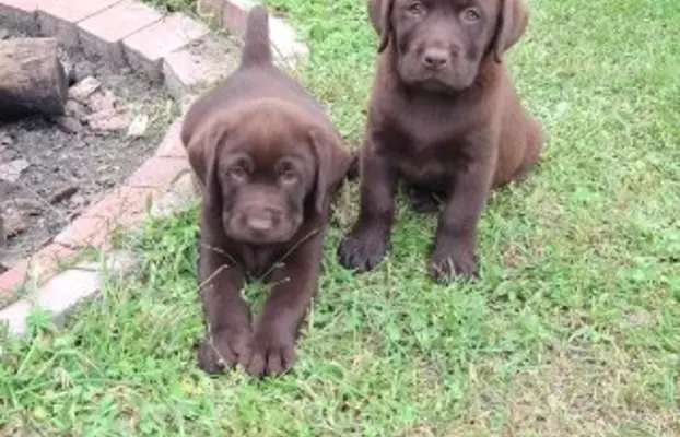 Szczeniaki Labrador Retriever 3