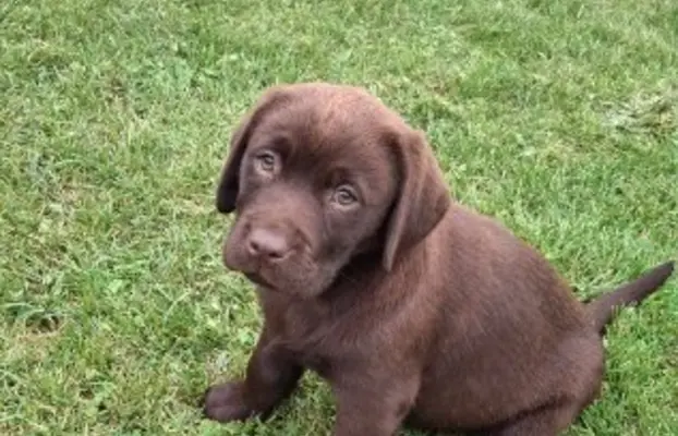 Szczeniaki Labrador Retriever 4