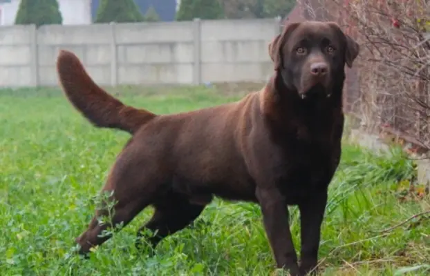 Szczeniaki Labrador Retriever 5