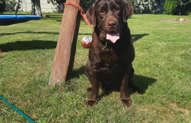 Szczeniaki Labrador Retriever 6
