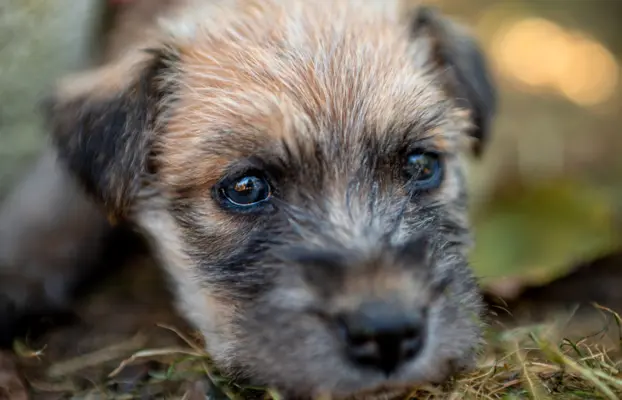 Irish soft coated wheaten terrier - planowany miot 9