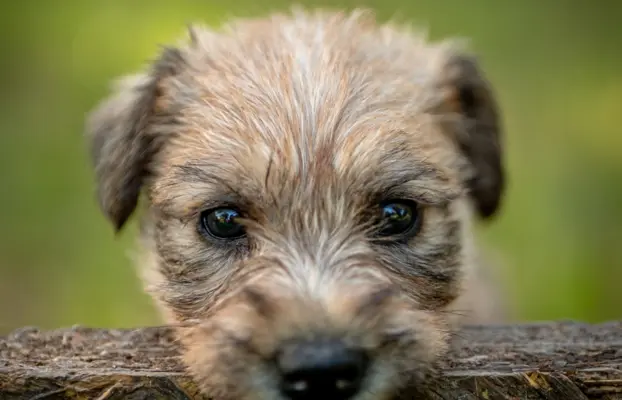 Irish soft coated wheaten terrier - planowany miot 1