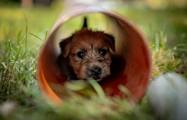 Irish soft coated wheaten terrier - planowany miot 10