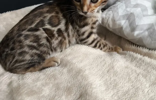 Kotki bengalskie 4