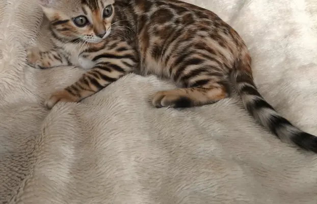 Kotki bengalskie 2