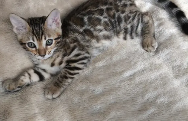 Kotki bengalskie 5