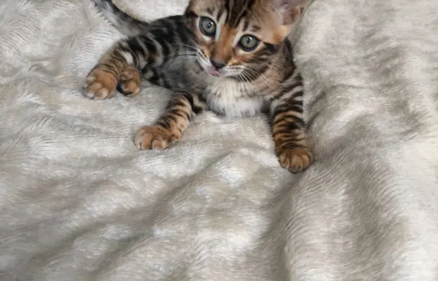 Kotki bengalskie 6