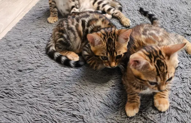 Kotki bengalskie 9