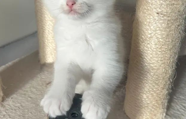 Ragdoll Filemon liliowy lynx. 1