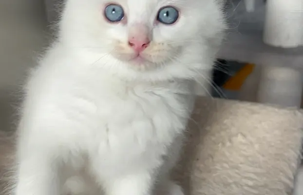 Ragdoll Filemon liliowy lynx. 4