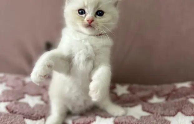 Ragdoll Filemon liliowy lynx. 5