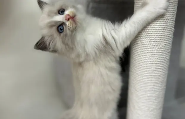 Ragdoll kotka Gaja 3