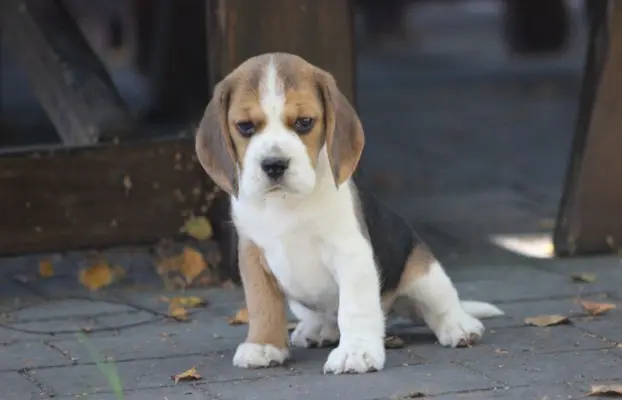 Beagle księżniczka po Championie  ZKwP (FCI) 5