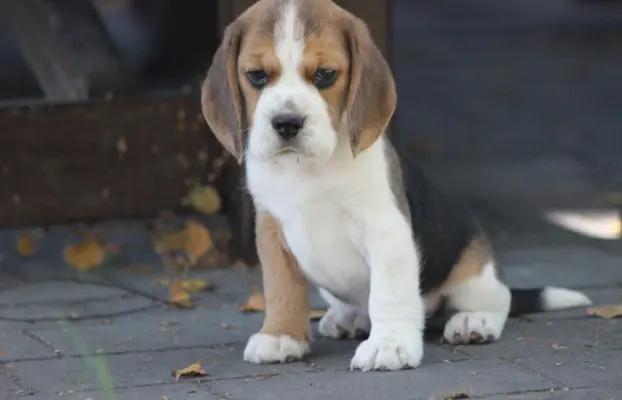 Beagle księżniczka po Championie  ZKwP (FCI) 6