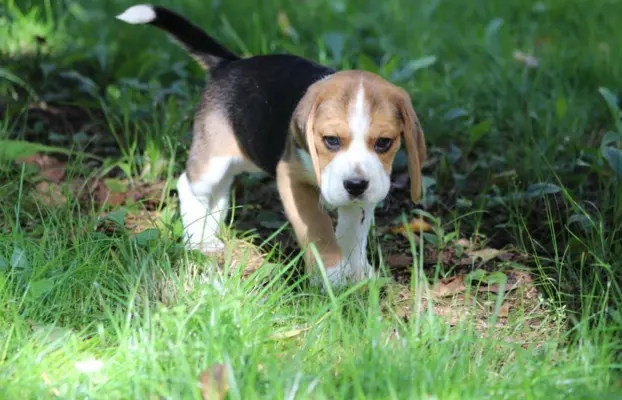 Beagle księżniczka po Championie  ZKwP (FCI) 3