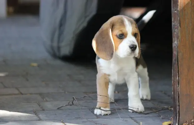 Beagle księżniczka po Championie  ZKwP (FCI) 1