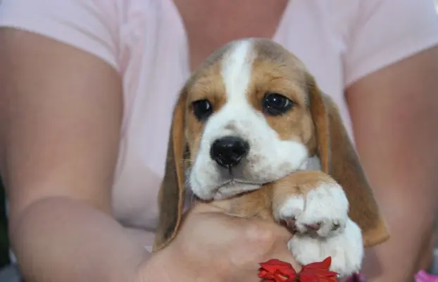 Beagle księżniczka po Championie  ZKwP (FCI) 4