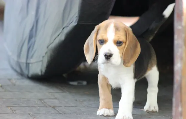Beagle księżniczka po Championie  ZKwP (FCI) 2