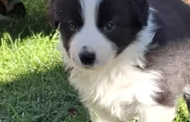 Szczenię rasy border collie 6
