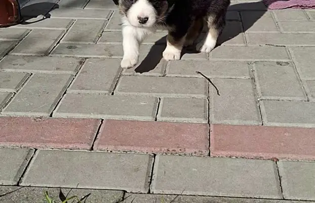 Szczenię rasy border collie 8