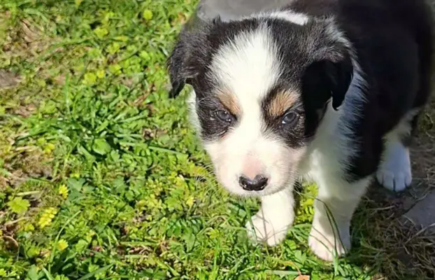 Szczenię rasy border collie 5