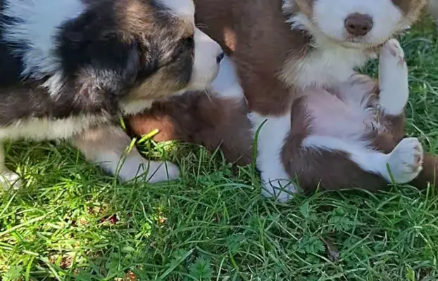 Szczenię rasy border collie 3