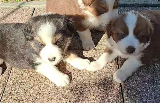 Szczenię rasy border collie 4