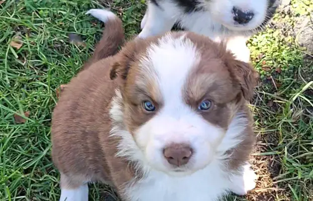Szczenię rasy border collie 7