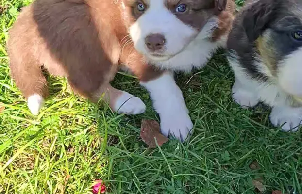 Szczenię rasy border collie 9