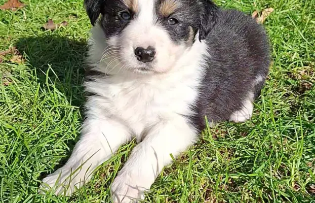 Szczenię rasy border collie 1