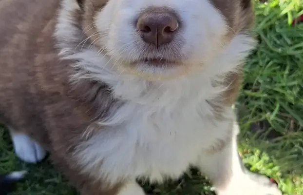 Szczenię rasy border collie 10