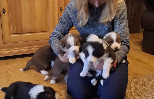 Szczenię rasy border collie 2
