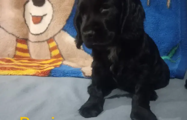 Cocker spaniel angielski 2