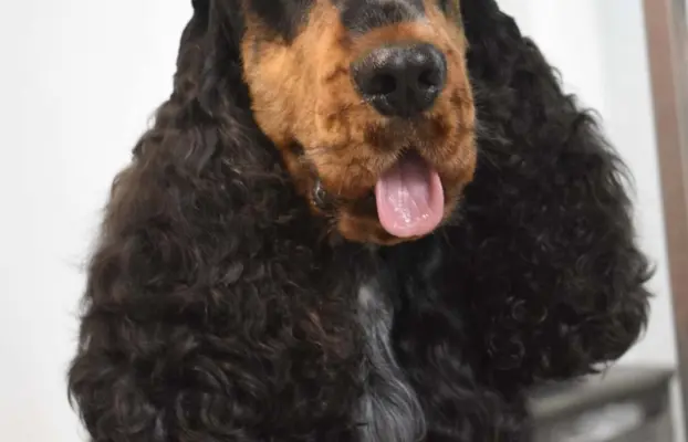 Cocker spaniel angielski 3