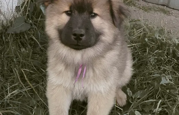 Eurasier - dostepne szczenięta 1