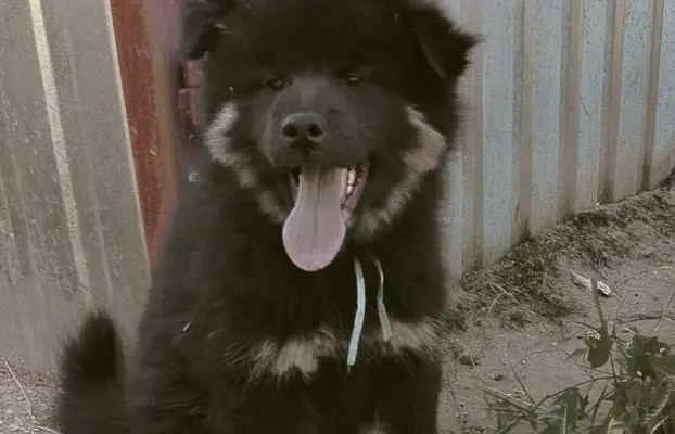 Eurasier - dostepne szczenięta 3