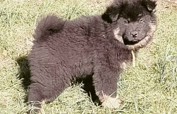 Eurasier - dostepne szczenięta 4