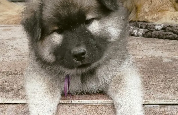 Eurasier - dostepne szczenięta 2